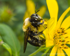 Xylocopa virginica virginica