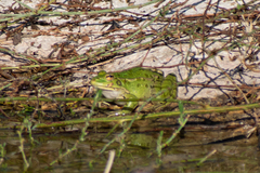 Pelophylax kurtmuelleri