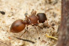 Meranoplus