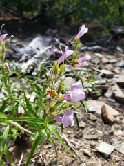 Penstemon lyallii