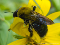 Xylocopa virginica virginica