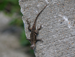 Sceloporus consobrinus