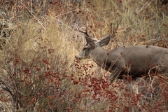 Odocoileus hemionus californicus