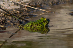 Pelophylax kurtmuelleri