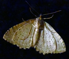 Triphosa dubitata