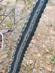 Peniocereus greggii greggii