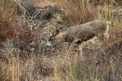 Odocoileus hemionus californicus