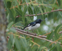 Setophaga caerulescens