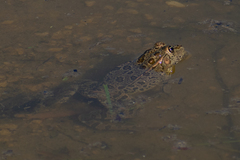 Pelophylax kurtmuelleri