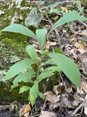 Hybanthus concolor