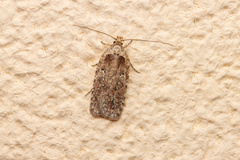 Agonopterix heracliana