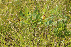 Fraxinus pennsylvanica subintegerrima