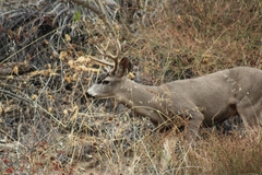 Odocoileus hemionus californicus