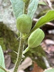 Hybanthus concolor