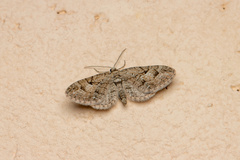 Eupithecia icterata