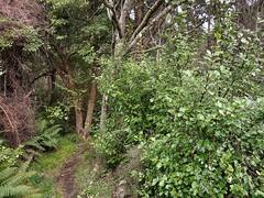 Griselinia littoralis