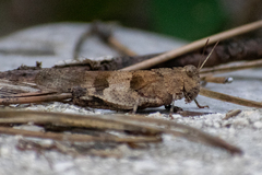 Oedipoda