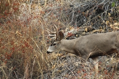 Odocoileus hemionus californicus