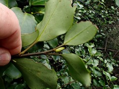 Griselinia littoralis