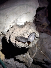 Polyphaga aegyptiaca