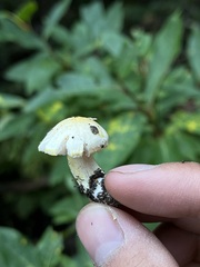 Inocybe pudica