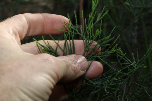 Image of Callitris monticola by (c) Greg Tasney, some rights reserved (CC BY-SA)