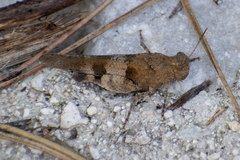 Oedipoda