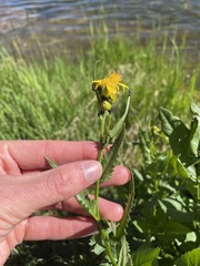 Senecio triangularis