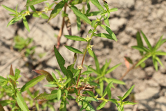 Ludwigia polycarpa