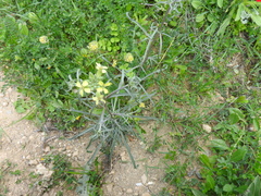 Erysimum graecum