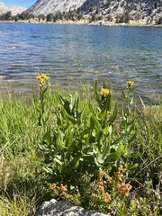 Senecio triangularis