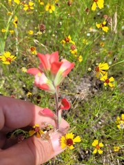 Castilleja indivisa