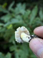 Inocybe pudica