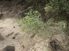 Scutellaria mexicana