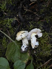 Inocybe pudica