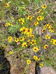 Thelesperma filifolium