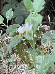 Solanum furcatum