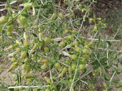 Scutellaria mexicana