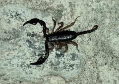 Euscorpius
