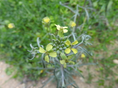 Erysimum graecum