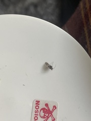 Pseudopachybrachius vinctus