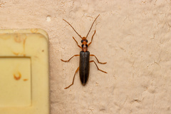 Nacerdes carniolica