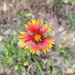 Gaillardia pulchella