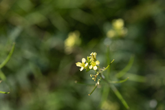 Brassiceae