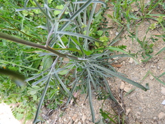 Erysimum graecum