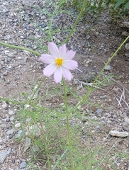 Cosmos parviflorus