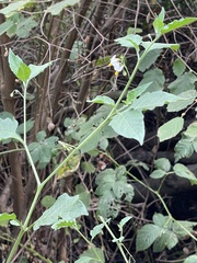 Solanum furcatum