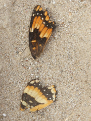 Chlosyne californica
