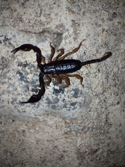 Euscorpius