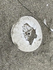 Dendraster excentricus